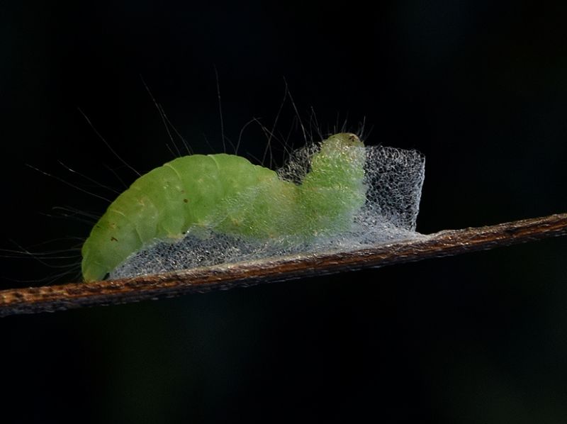 Bozzolo, pupa e adulto di Nycteola asiatica - Nolidae